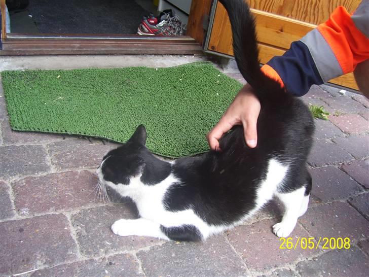 Huskat Ozcar - R.I.P - ~2~ billede 2