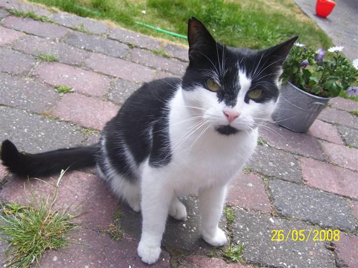 Huskat Ozcar - R.I.P - ~3~ billede 3