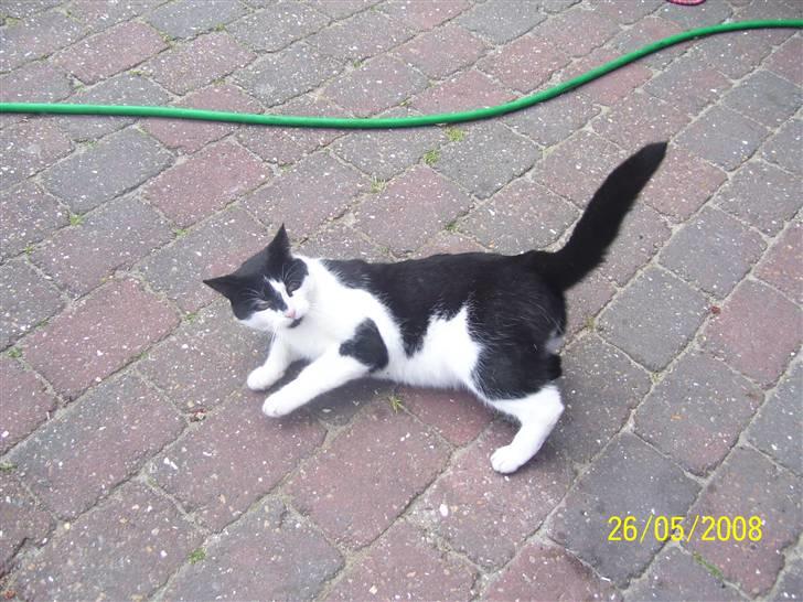 Huskat Ozcar - R.I.P - ~4~ billede 4