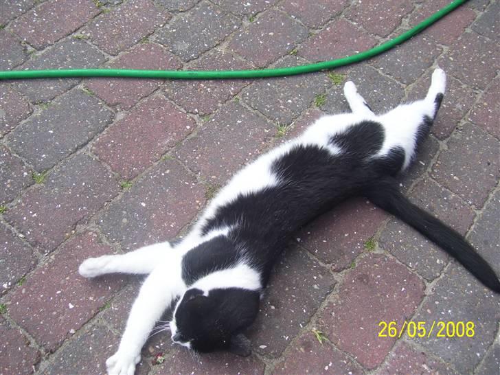 Huskat Ozcar - R.I.P - ~5~ billede 5