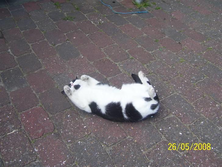 Huskat Ozcar - R.I.P - ~6~ billede 6