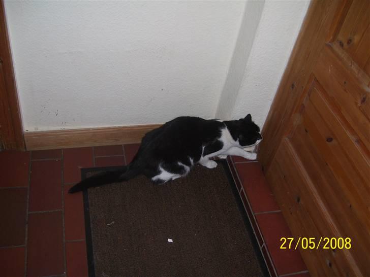 Huskat Ozcar - R.I.P - ~7~ billede 7