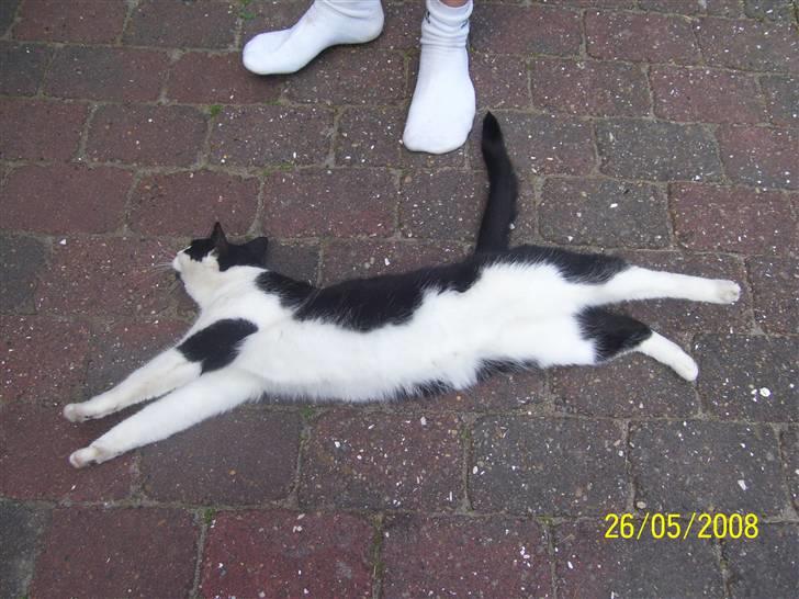 Huskat Ozcar - R.I.P - ~8~ billede 8