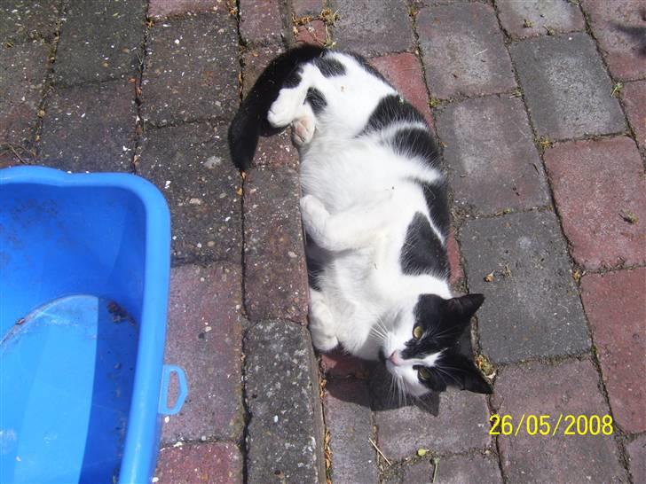 Huskat Ozcar - R.I.P - ~9~ billede 9