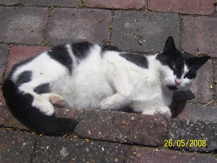 Huskat Ozcar - R.I.P - ~10~ billede 10