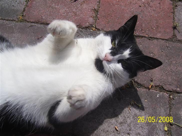 Huskat Ozcar - R.I.P - ~11~ billede 11