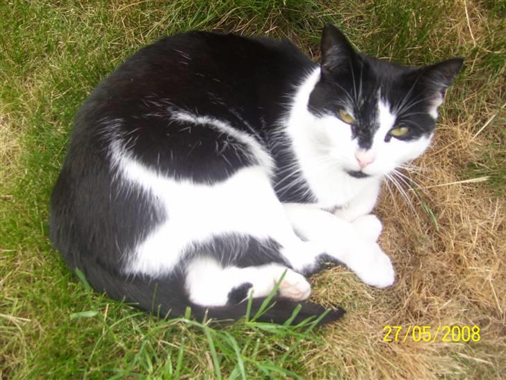 Huskat Ozcar - R.I.P - ~12~ billede 12