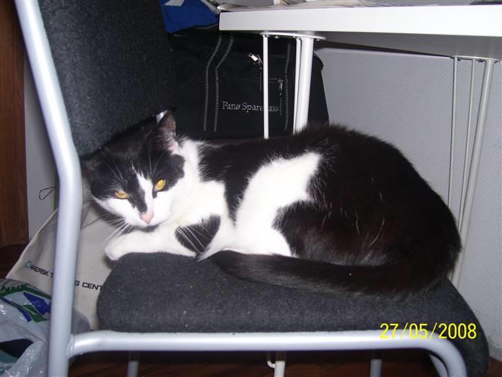 Huskat Ozcar - R.I.P - ~13~ billede 13