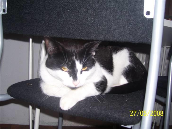 Huskat Ozcar - R.I.P - ~14~ billede 14