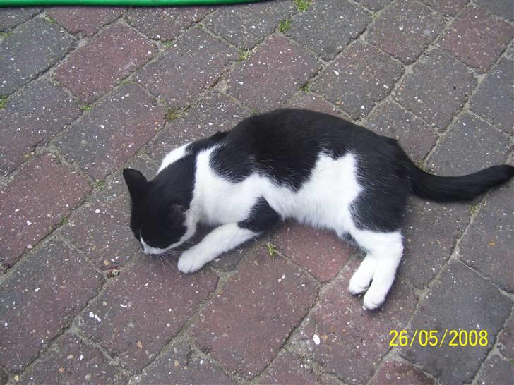 Huskat Ozcar - R.I.P - ~15~ billede 15