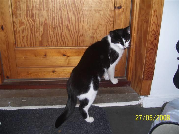 Huskat Ozcar - R.I.P - ~16~ billede 16