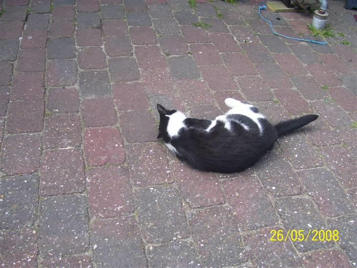 Huskat Ozcar - R.I.P - ~17~ billede 17