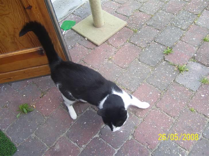 Huskat Ozcar - R.I.P - ~18~ billede 18