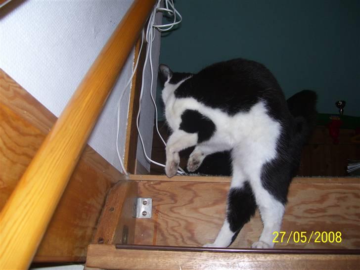 Huskat Ozcar - R.I.P - ~19~ billede 19