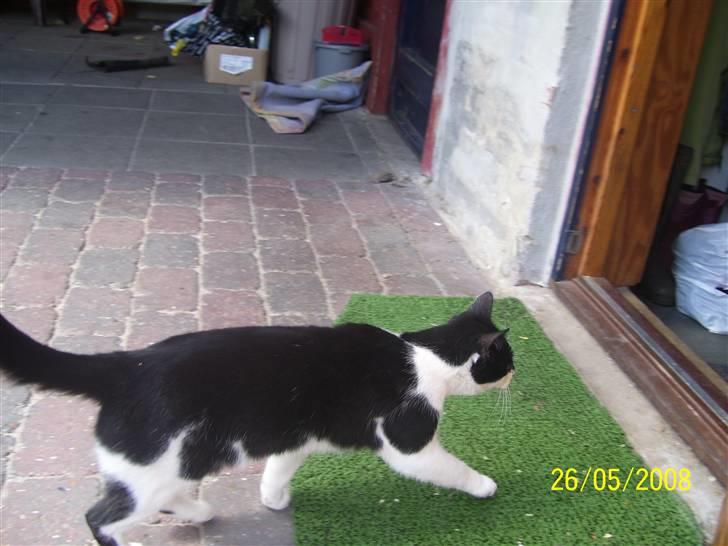 Huskat Ozcar - R.I.P - ~20~ billede 20