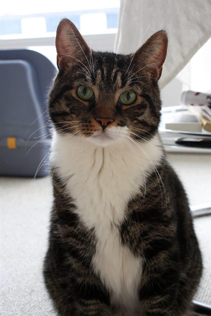 Huskat Mickey - Mickey billede 1