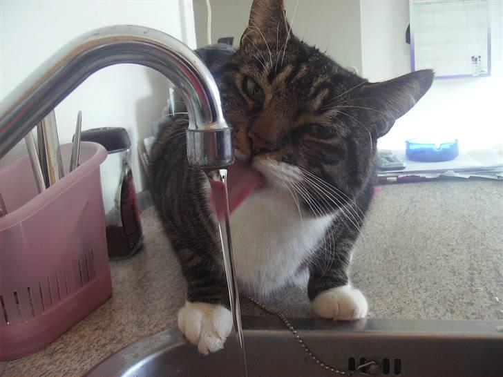 Huskat Mickey - han elsker at drikke fra hanen billede 2