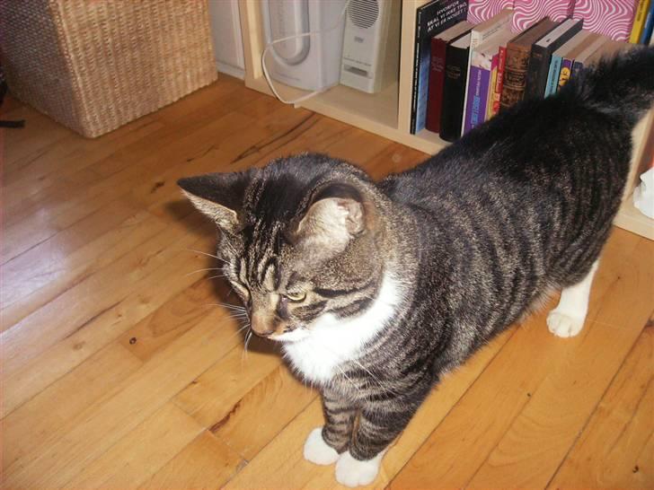 Huskat Mickey billede 3