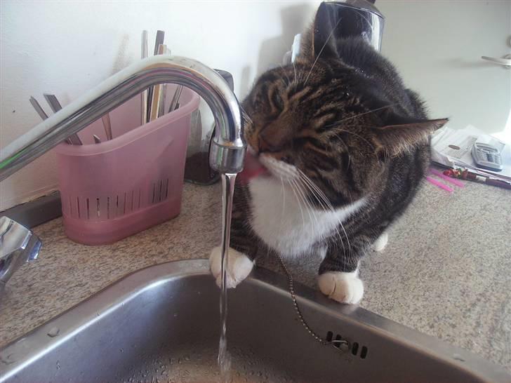 Huskat Mickey billede 4