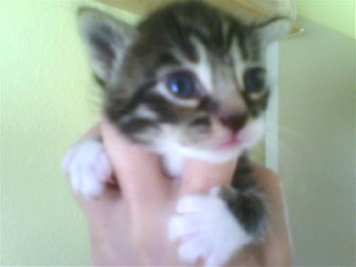 Huskat Mickey - et par uger gammel billede 5