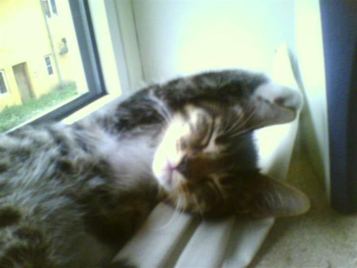 Huskat Mickey - slapper af  billede 6