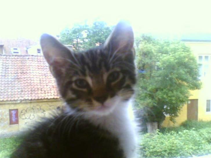 Huskat Mickey - Mickey som killing billede 7