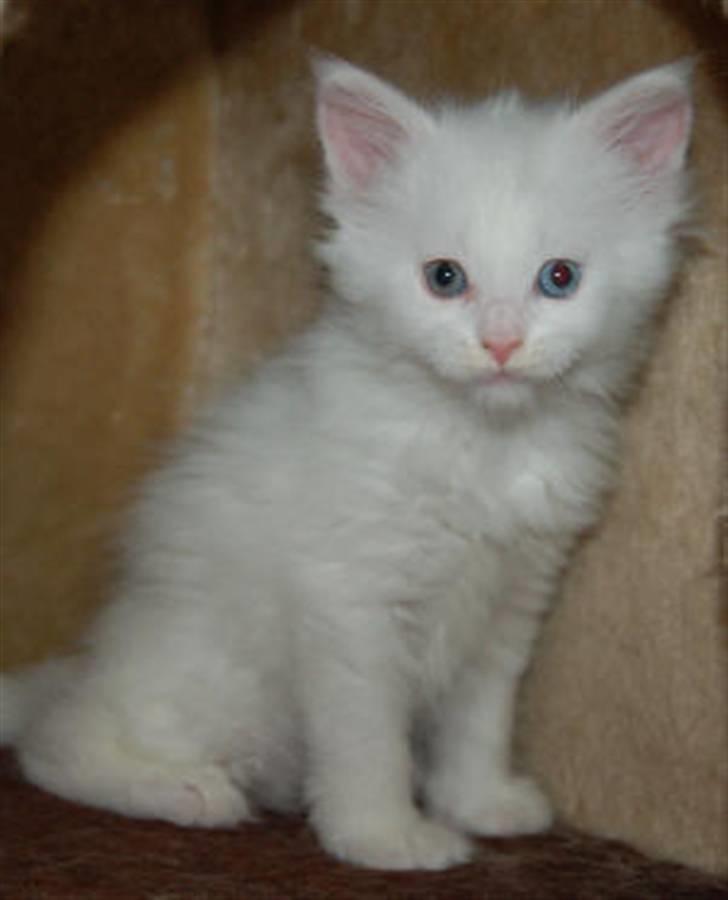 Maine Coon Krammedyret Nellie - Nellie 6 uger billede 6