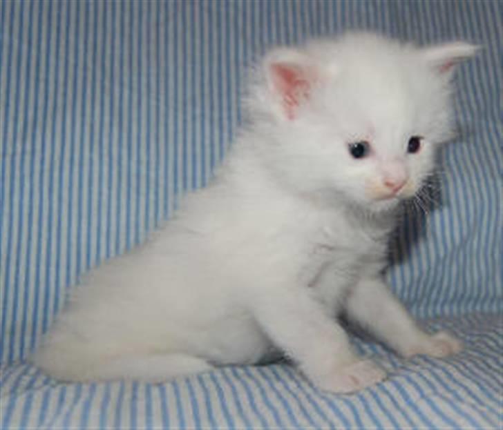 Maine Coon Krammedyret Nellie - Nellie 4 uger billede 7