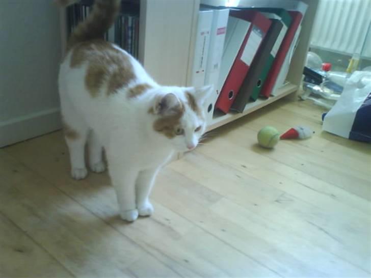 Blanding af racer Cibastian - Har lige spist (: billede 1