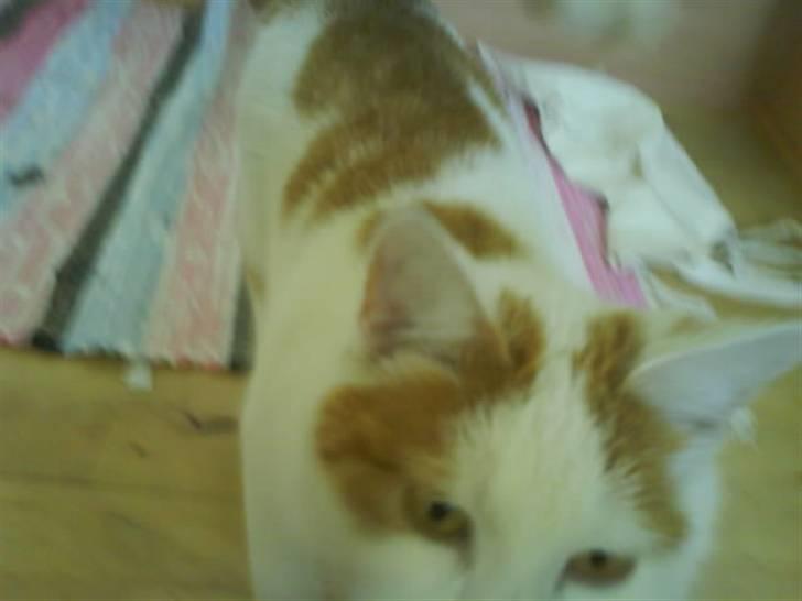 Blanding af racer Cibastian - Hov er det ikke et camera? :b billede 2