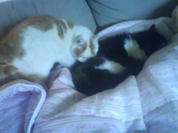 Blanding af racer Cibastian - Flyt dig Hamilton! billede 3