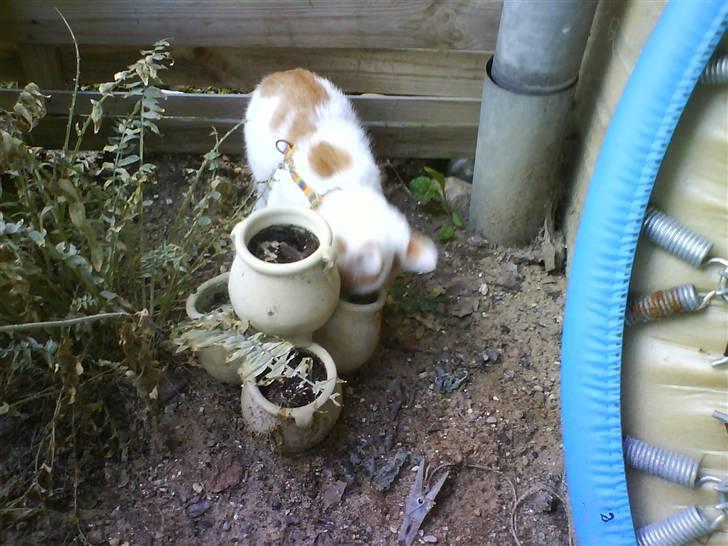 Blanding af racer Cibastian - min første tur udenfor! "hvad er der mon hernede?" billede 5