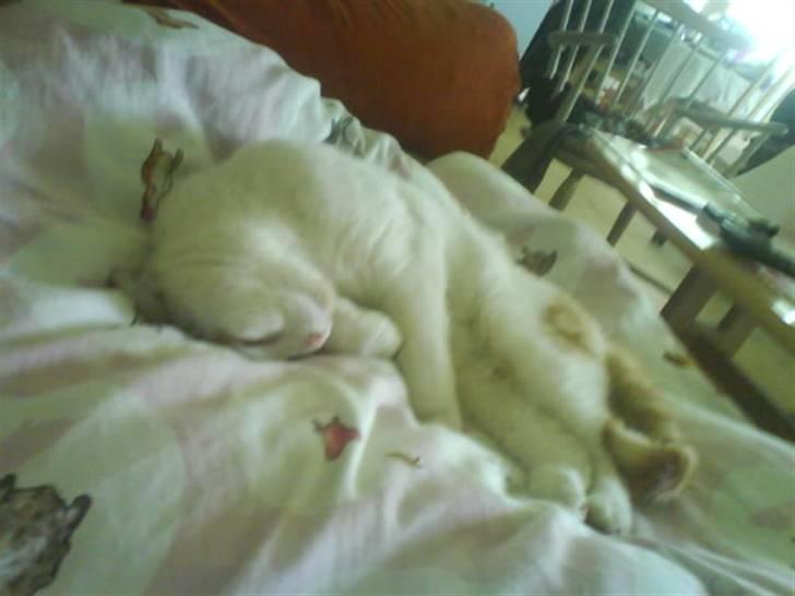 Blanding af racer Cibastian - Putter i dynen! billede 6