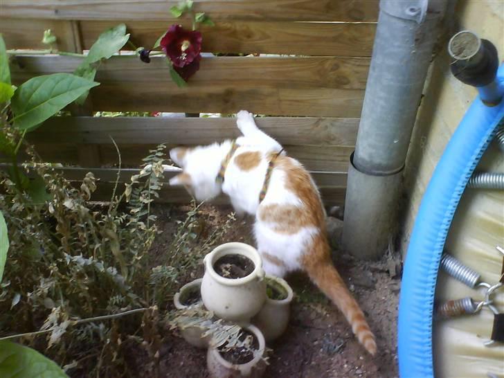 Blanding af racer Cibastian - min første gang uden for :b billede 7