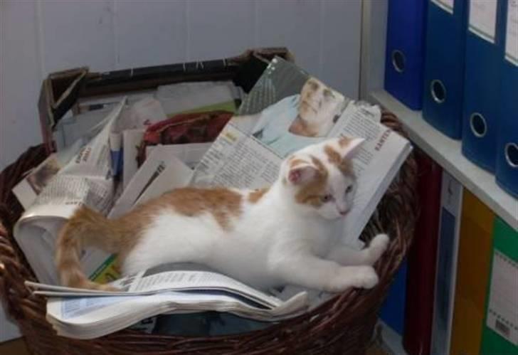 Blanding af racer Cibastian - sjov i papir kurven (: billede 8