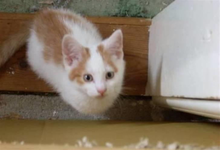 Blanding af racer Cibastian - leg med mig! billede 9