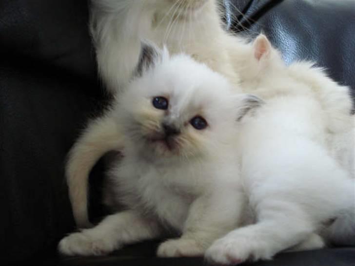 Hellig Birma Miss Gracious Gaia billede 1