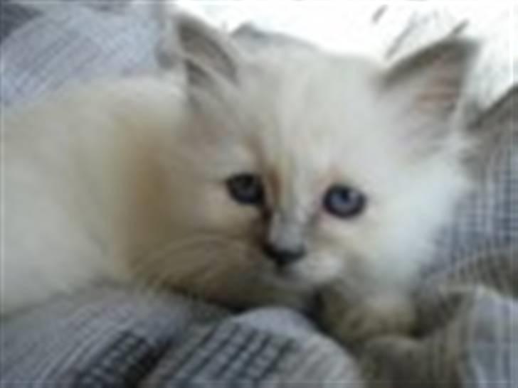 Hellig Birma Miss Gracious Gaia billede 2