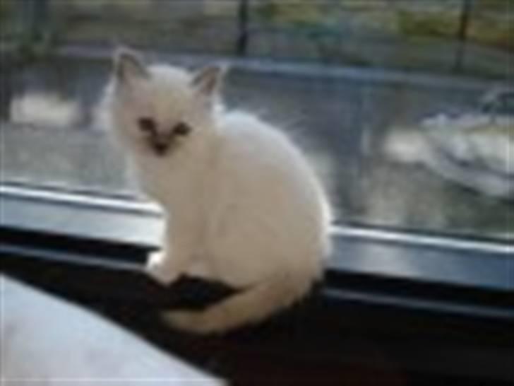 Hellig Birma Miss Gracious Gaia billede 3