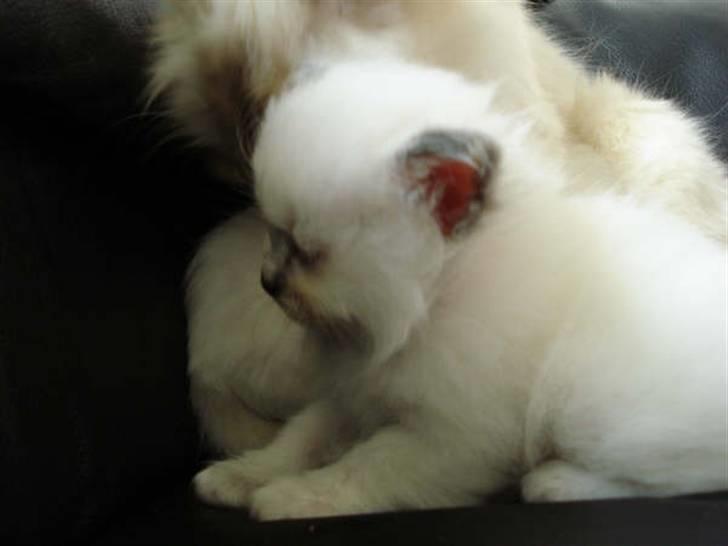 Hellig Birma Miss Gracious Gaia billede 4