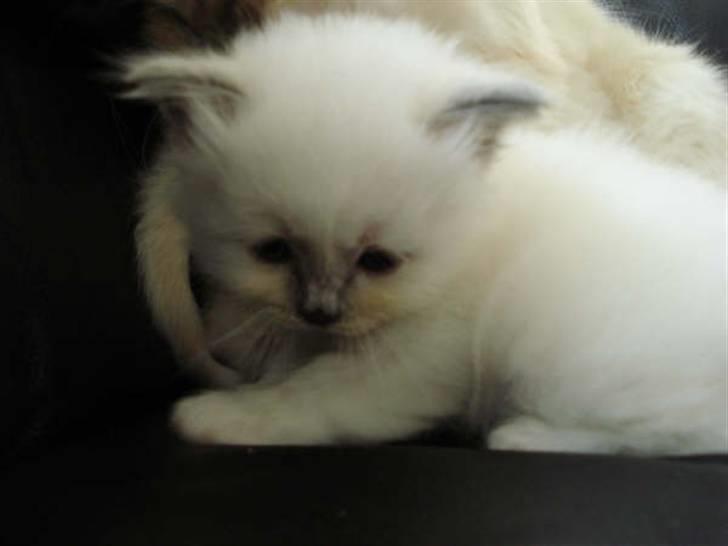 Hellig Birma Miss Gracious Gaia billede 5