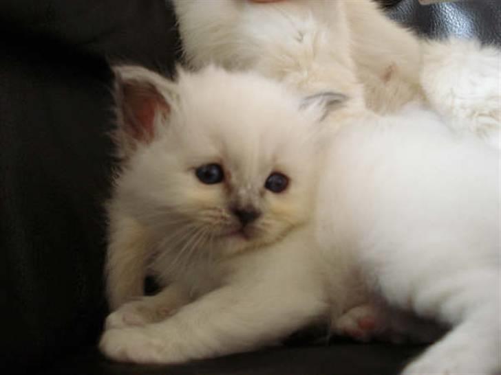 Hellig Birma Miss Gracious Gaia billede 6