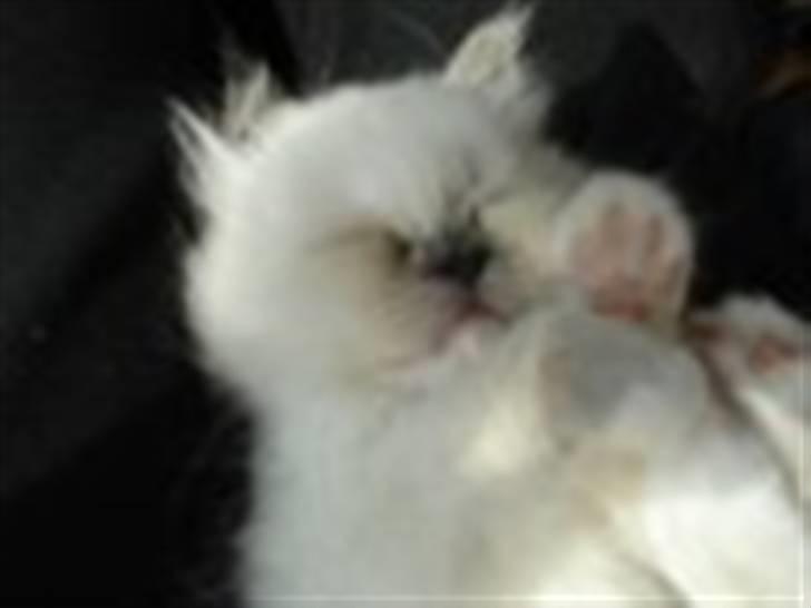 Hellig Birma Miss Gracious Gaia billede 7