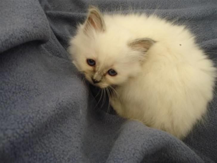 Hellig Birma Miss Gracious Gaia billede 8