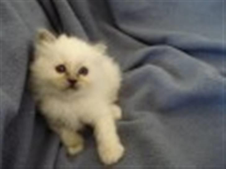 Hellig Birma Miss Gracious Gaia billede 9