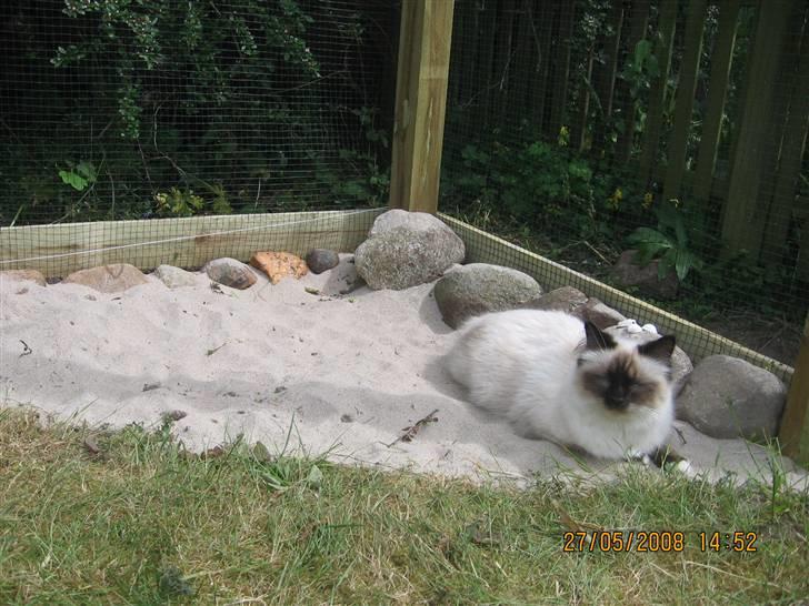 Hellig Birma Oskar billede 16