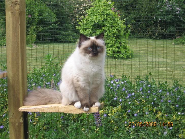 Hellig Birma Oskar billede 17