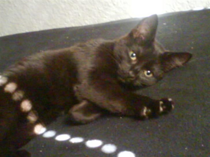 Huskat Calypso  billede 12