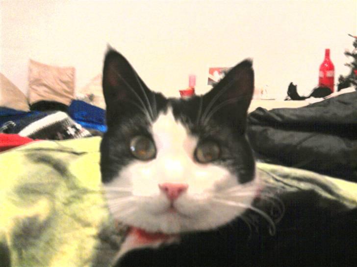 Huskat Sofus død D 25 juli 2016 billede 9