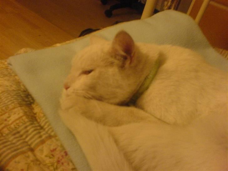 Blanding af racer Amanda <3 - Amanda <3 lige efter hun var kommet hjem.. hun var lukket op på et loft :s billede 1